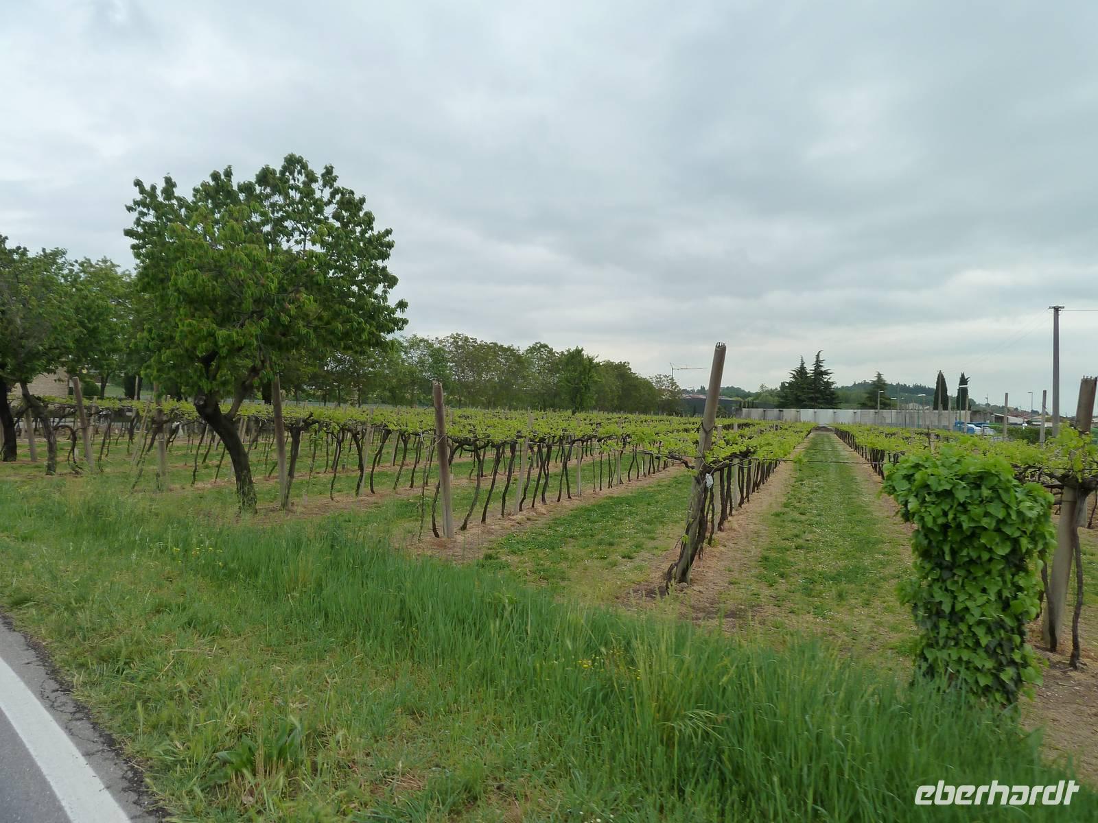 Weinanbau &ndash; &copy; Jens Fischer (Eberhardt TRAVEL)