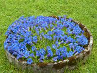 schööööne Blumen &ndash; &copy; Jens Fischer (Eberhardt TRAVEL)