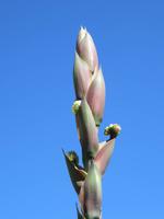 Blüte einer Aloe &ndash; &copy; Jürgen Schmeißer (Eberhardt TRAVEL)