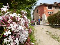 Blütenpracht &ndash; &copy; Rico Manns (Eberhardt TRAVEL)
