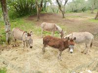Esel wollen auch mit  &ndash; &copy; Rico Manns (Eberhardt TRAVEL)
