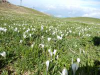 Blumenmeer &ndash; &copy; Rico Manns (Eberhardt TRAVEL)