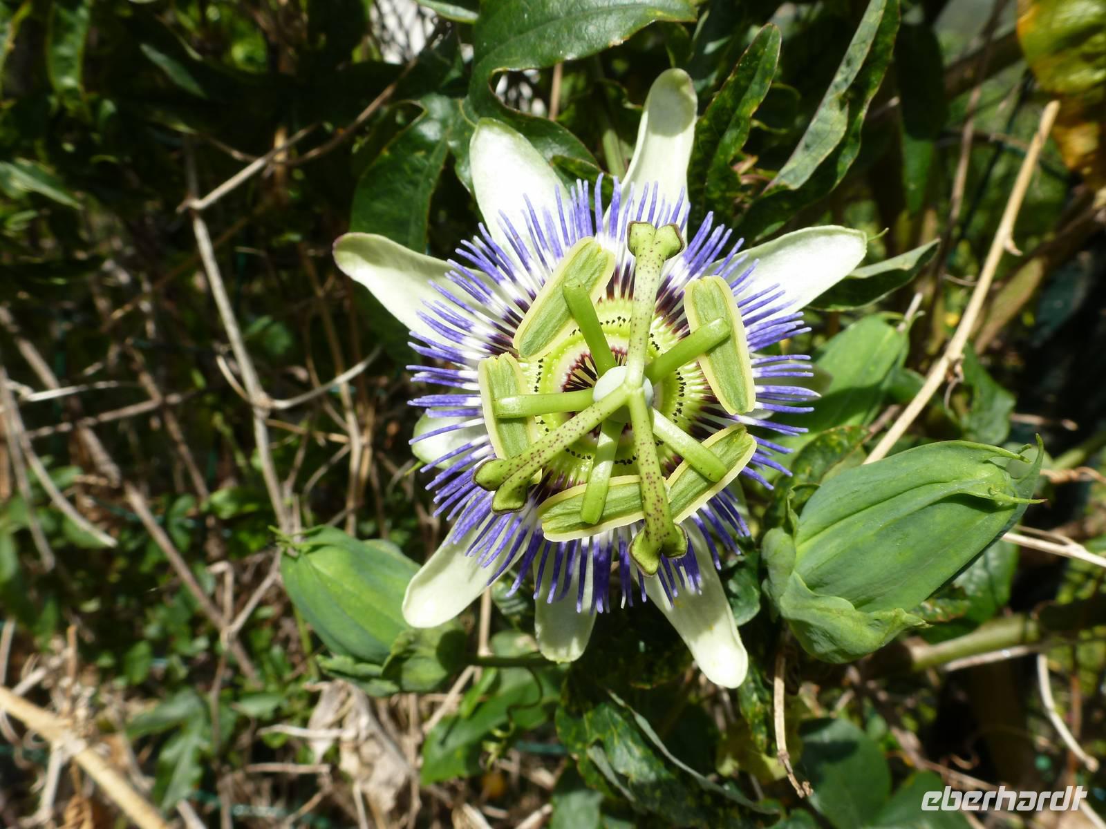 Passionsblume &ndash; &copy; Betina Marinow (Eberhardt TRAVEL)
