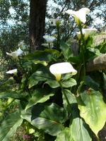 Calla  &ndash; &copy; Betina Marinow (Eberhardt TRAVEL)