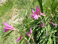  Wilde Orchideen &ndash; &copy; Betina Marinow (Eberhardt TRAVEL)