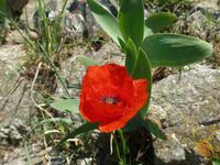 Mohnblüte &ndash; &copy; Betina Marinow (Eberhardt TRAVEL)
