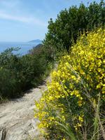 Ginster &ndash; &copy; Betina Marinow (Eberhardt TRAVEL)