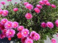 Mittagsblume -  Delosperma &ndash; &copy; Betina Marinow (Eberhardt TRAVEL)