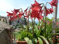 Corniglia -  Amaryllis &ndash; &copy; Betina Marinow (Eberhardt TRAVEL)