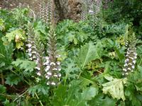 Acanthus  &ndash; &copy; Betina Marinow (Eberhardt TRAVEL)