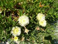 Gelbe Mittagsblumen - Eiskrautgewächse &ndash; &copy; Betina Marinow (Eberhardt TRAVEL)
