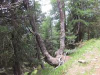 Lärchen &ndash; &copy; Annette Zocher (Eberhardt TRAVEL)