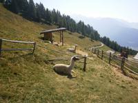 Lama. &ndash; &copy; Björn Jansen (Eberhardt TRAVEL)