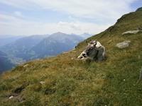 Glückliche Kuh. &ndash; &copy; Björn Jansen (Eberhardt TRAVEL)