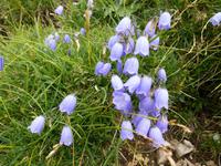 Glockenblume &ndash; &copy; Betina Marinow (Eberhardt TRAVEL)