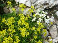 Steinbrech &ndash; &copy; Betina Marinow (Eberhardt TRAVEL)