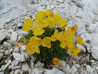 Gelber Alpenmohn &ndash; &copy; Betina Marinow (Eberhardt TRAVEL)