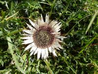 Silberdistel &ndash; &copy; Betina Marinow (Eberhardt TRAVEL)
