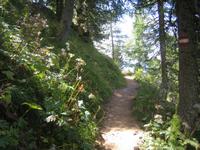 Waldweg  &ndash; &copy; Annett Seese (Eberhardt TRAVEL)