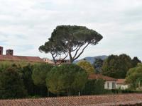 Lucca &ndash; &copy; Ingrid Langer (Eberhardt TRAVEL)