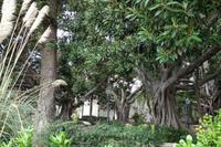 Gummibaum &ndash; &copy; Melanie Kost (Eberhardt TRAVEL)