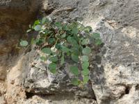 Sizilien, Siracus, archäologische Zone, Kapern &ndash; &copy; Ria Heilmann (Eberhardt TRAVEL)