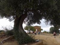 Sizilien, Agrigent &ndash; &copy; Ria Heilmann (Eberhardt TRAVEL)