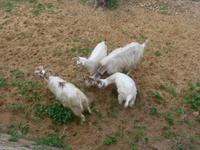 Sizilien, Agrigent &ndash; &copy; Ria Heilmann (Eberhardt TRAVEL)