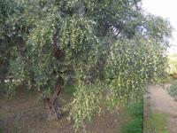 Sizilien, Agrigent &ndash; &copy; Ria Heilmann (Eberhardt TRAVEL)