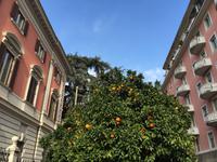 054 Orangenbäume &ndash; &copy; Patrick Fritzsche (Eberhardt TRAVEL)