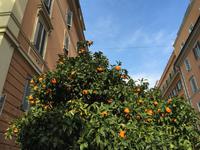 055 Orangenbäume