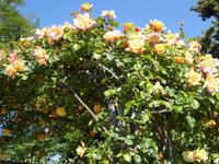 Nizza &ndash; &copy; Sabine Letzybyll (Eberhardt TRAVEL)