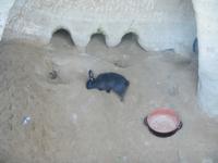 Hasenleben &ndash; &copy; Bianka Kirsche (Eberhardt TRAVEL)