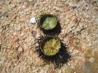 IMG_5399 Seeigel