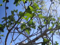 Feigenbaum &ndash; &copy; Annett Seese (Eberhardt TRAVEL)