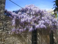 Blauregen &ndash; &copy; Annett Seese (Eberhardt TRAVEL)