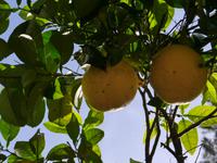 Garten La Mortella &ndash; &copy; Betina Marinow (Eberhardt TRAVEL)