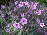 Garten La Mortella &ndash; &copy; Betina Marinow (Eberhardt TRAVEL)