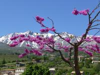 Judasbaum im Niolo &ndash; &copy; Claudia Bernhardt (Eberhardt TRAVEL)