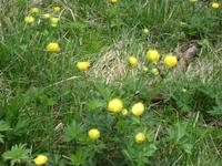 Felixer Weiher - Trollblume &ndash; &copy; Annett Haußig (Eberhardt TRAVEL)