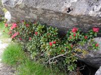 Alpenrose &ndash; &copy; Betina Marinow (Eberhardt TRAVEL)