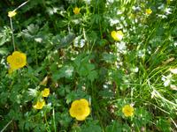 Trollblumen &ndash; &copy; Betina Marinow (Eberhardt TRAVEL)
