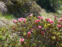 Alpenrose &ndash; &copy; Betina Marinow (Eberhardt TRAVEL)