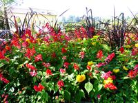 14.09.2016 Meran Blumenpracht &ndash; &copy; Jutta Petzold-Herrmann (Eberhardt TRAVEL)
