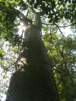IMG_6370 beschwippster Baum &ndash; &copy; Kerstin Veit (Eberhardt TRAVEL)