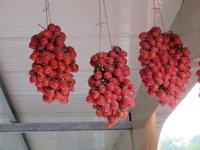 Weingut Tenuta Le Lune del Vesuvio &ndash; &copy; Martin Jentzsch (Eberhardt TRAVEL)