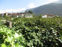 1. Tag Riva del Garda -  Kiwi`s &ndash; &copy; Alexander Zachow (Eberhardt TRAVEL)