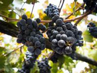 Weingut Le Lune del Vesuvio &ndash; &copy; Anna Stiebing (Eberhardt TRAVEL)