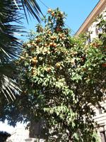 Pommeranzen &ndash; &copy; Ingrid Langer (Eberhardt TRAVEL)