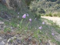 Italien, Wanderung Santa Maria - Agropoli, Knabekraut &ndash; &copy; Ria Heilmann (Eberhardt TRAVEL)